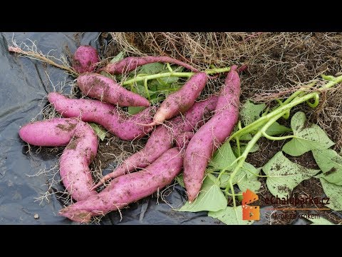 Jak pěstovat batáty🍠. Ipomoea batatas