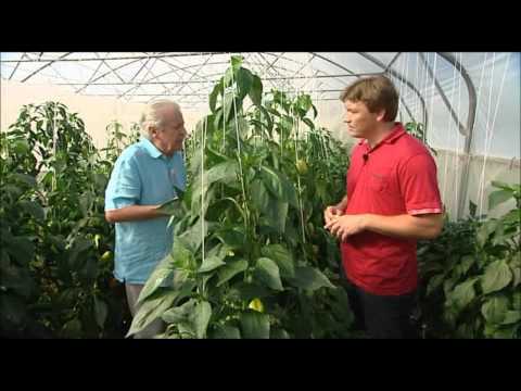 O pěstování paprik